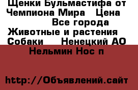 Щенки Бульмастифа от Чемпиона Мира › Цена ­ 1 000 - Все города Животные и растения » Собаки   . Ненецкий АО,Нельмин Нос п.